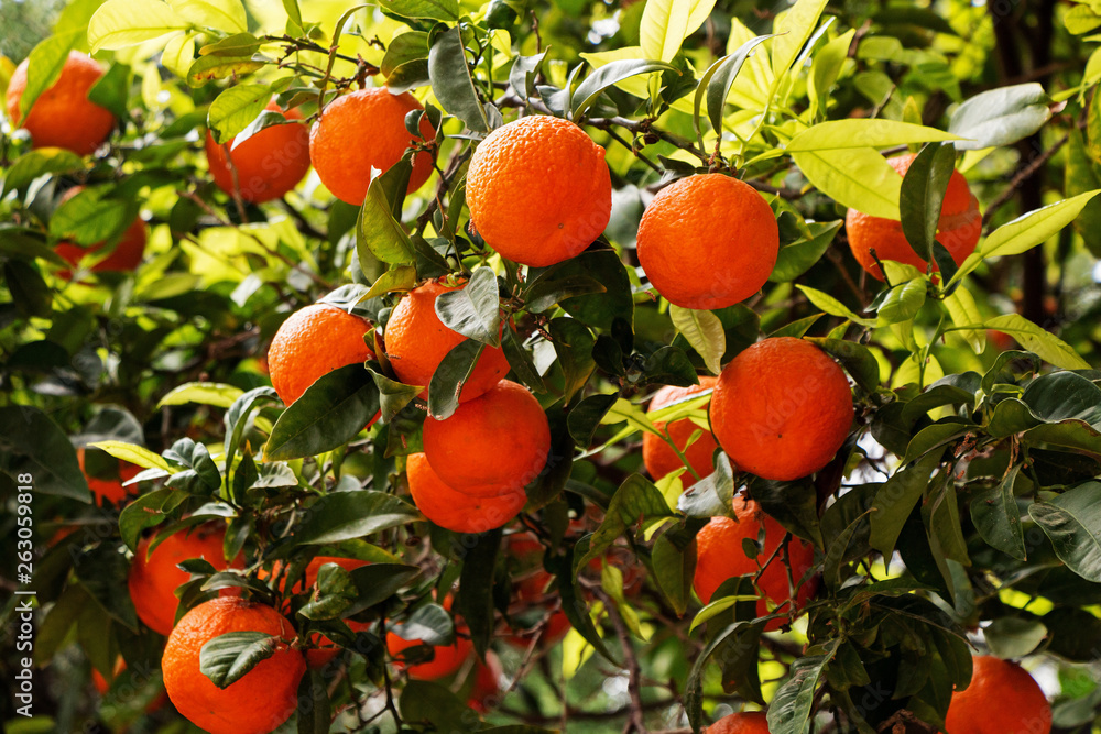 Ripe orange tasty tangerines grow on a tree in the garden. Ripe orange tasty tangerines grow on a tree in the garden.