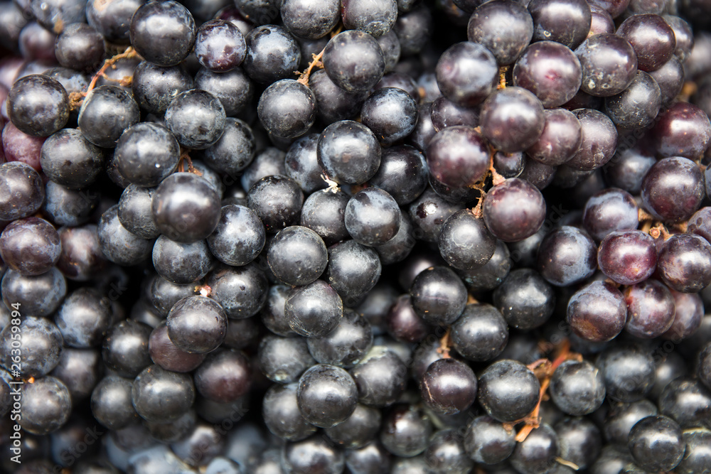 Dark blue ripe vine grapes close up Dark blue ripe vine grapes close up