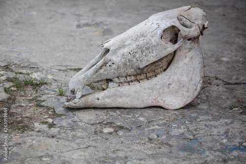 Horse skull on a cracked stone ground. © Марина Десятниченко