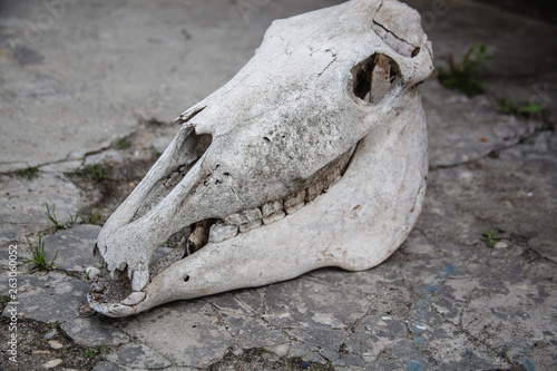 Horse skull on a cracked stone ground. © Марина Десятниченко