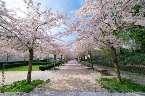 Photography Spring trees in paris