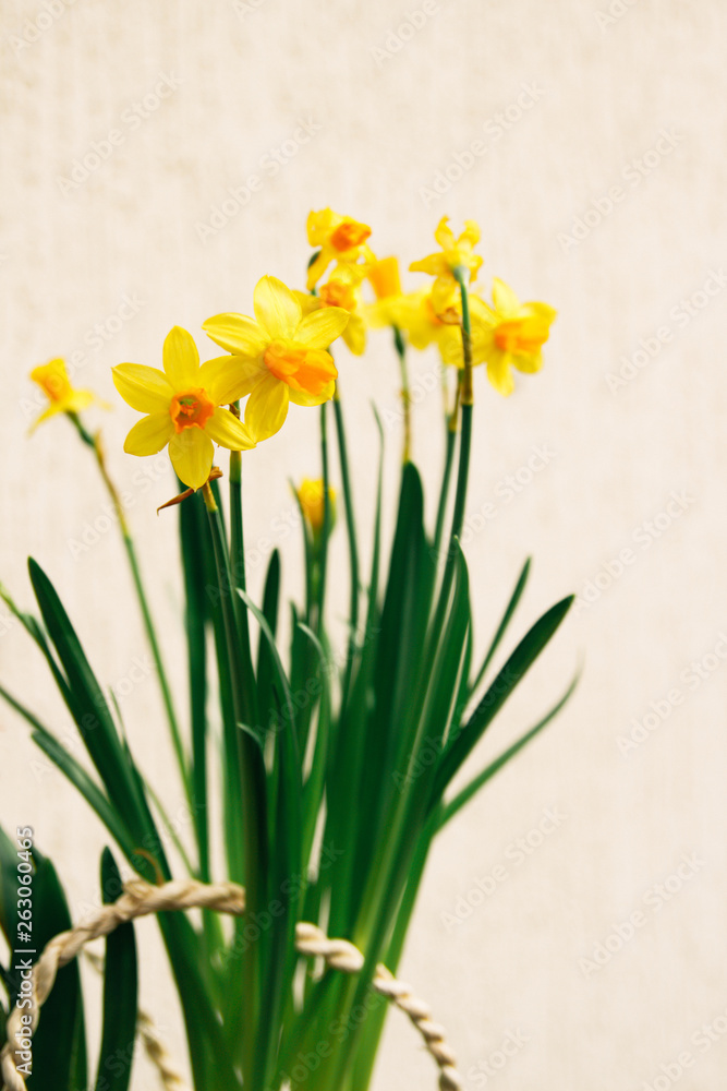 yellow daffodils on white background yellow daffodils on white background