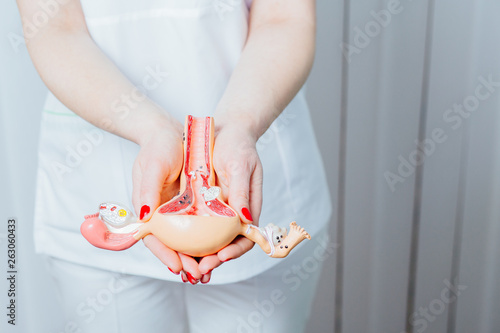 Fotótapéta Close up of hands holding anatomical model of uterus with ovaries