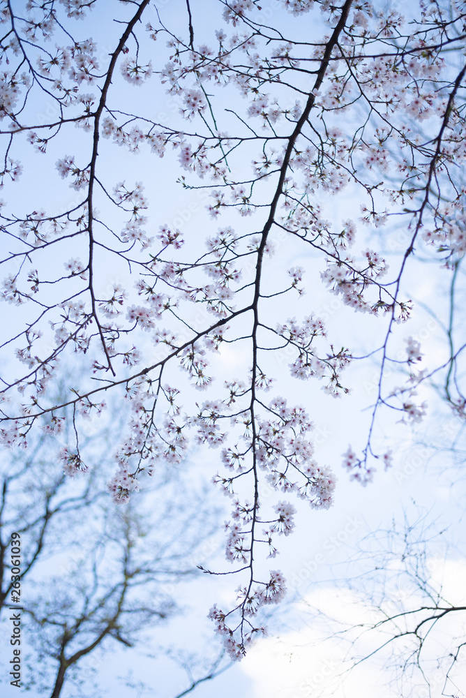 桜の花 井の頭恩賜公園 桜の花 井の頭恩賜公園