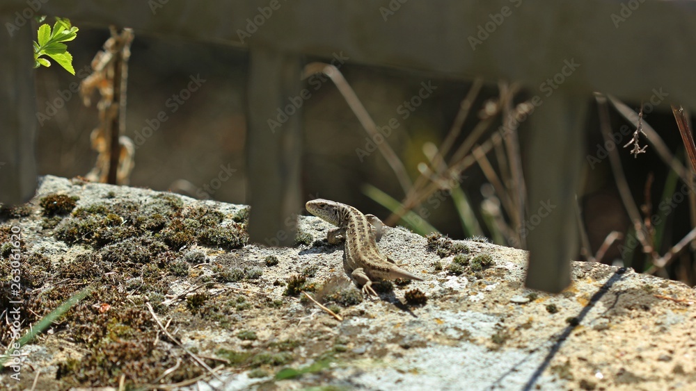 Weibliche Zauneidechse (Lacerta agilis) mit nachwachsendem Schwanz