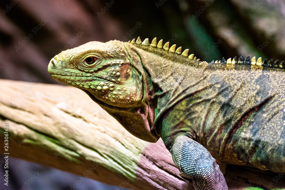 Fototapeta premium Water Monitor Lizard