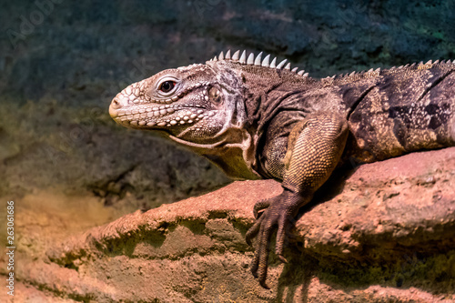 Water Monitor Lizard