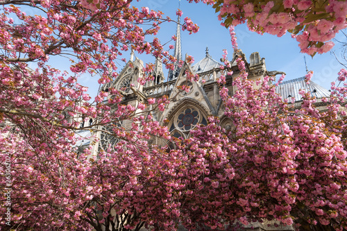 Sticker Spring trees in paris