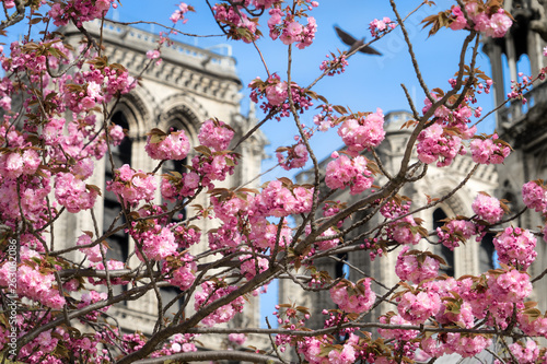Spring trees in paris