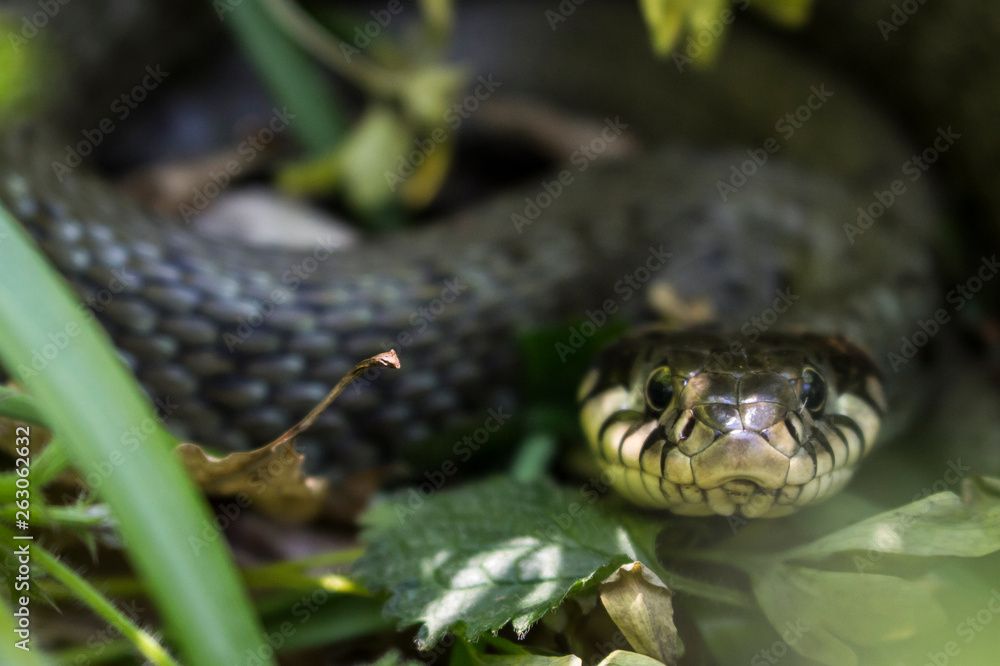 Snake closeup Snake closeup