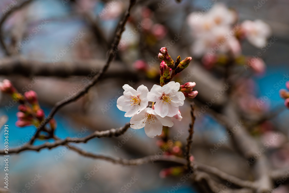 Cherry blossom in spring for background or copy space for text Cherry blossom in spring for background or copy space for text