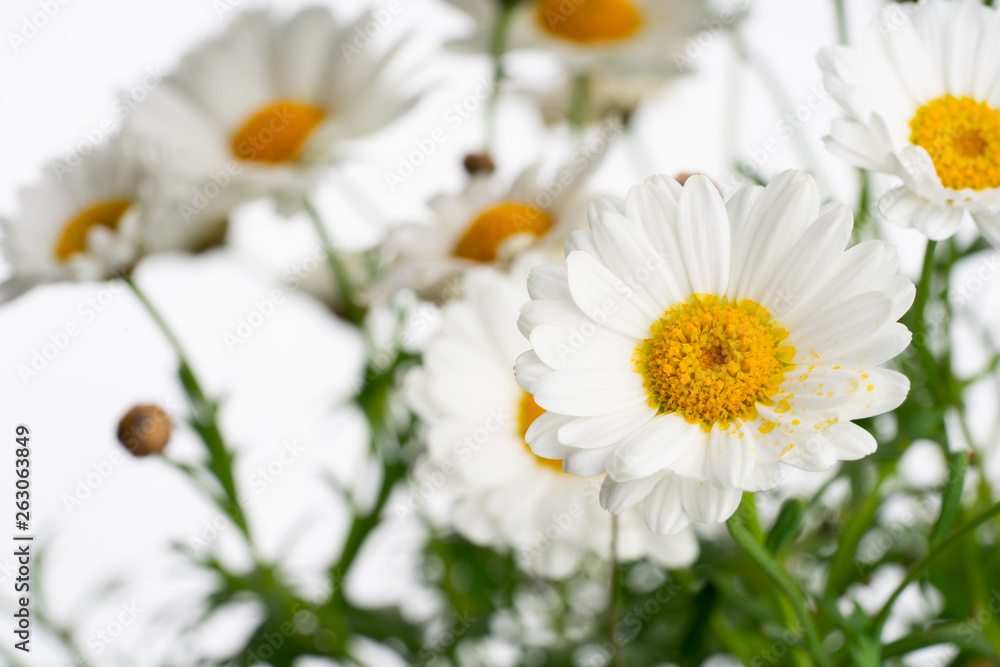 Obraz premium daisies isolated on white background