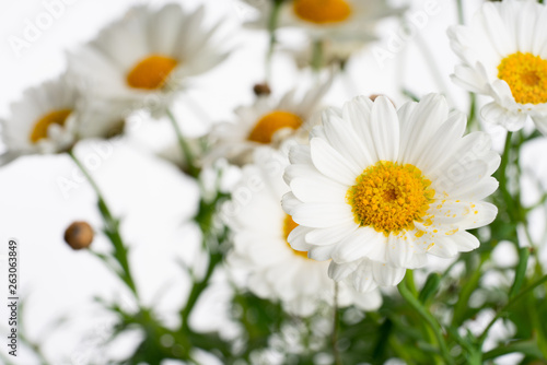 daisies isolated on white background