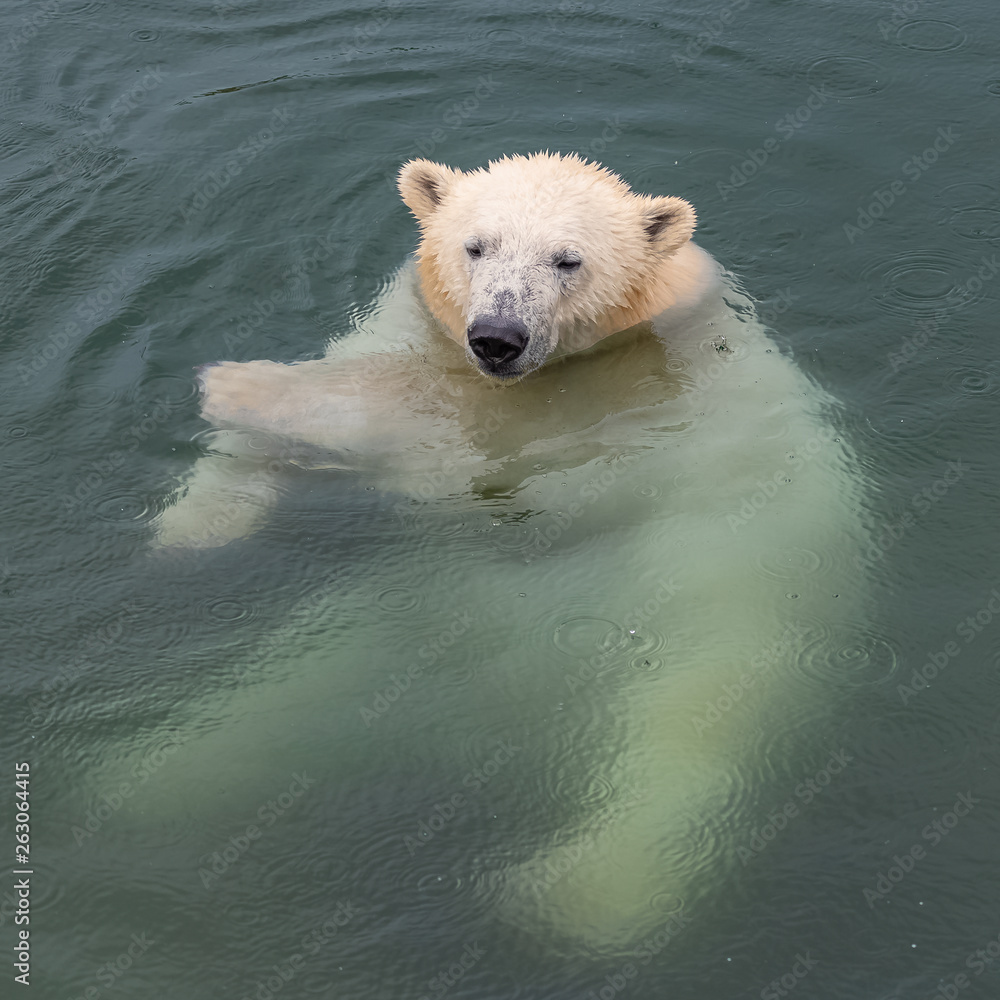 Polar bear in the water, funny portrait 