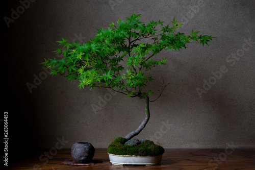 雑木盆栽ヤマモミジ[新緑]