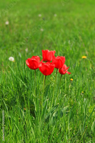 Red tulips on green meadow