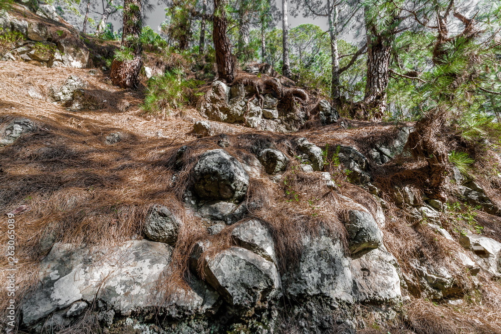 Rocky slope in a pine forest