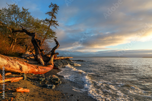 Rocky shore with red driftwood at sunrise