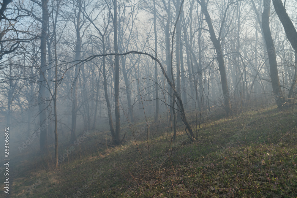 wildfire, smog in forest wildfire, smog in forest