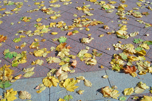 yellow autumn leaves on a granite tile in a city park