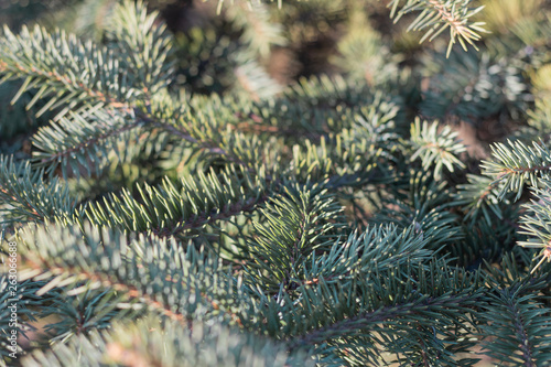 texture spruce background  leaf © evgris