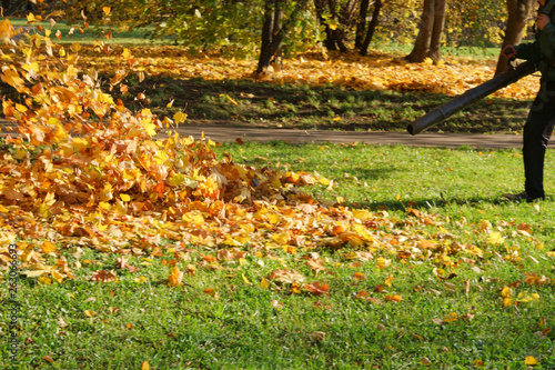 janitor cleans blows away yellow fallen leaves, autumn in city park photo