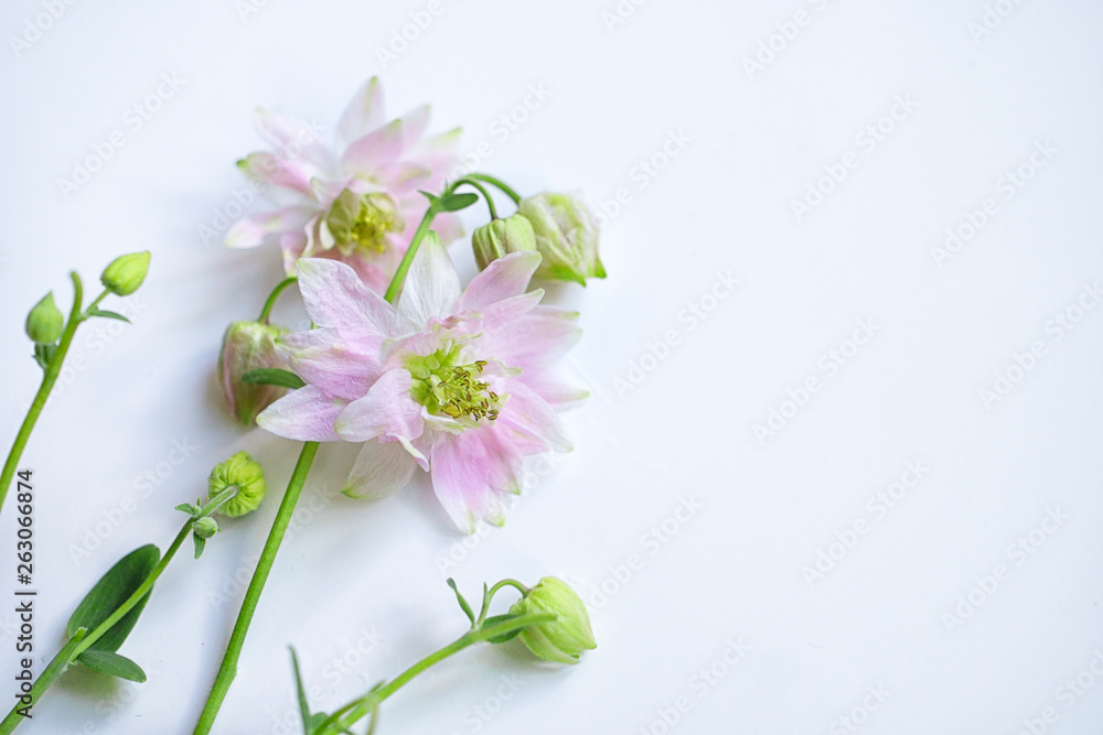 wild flowers on a white background, irises and lilacs