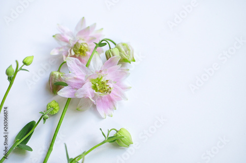 wild flowers on a white background, irises and lilacs