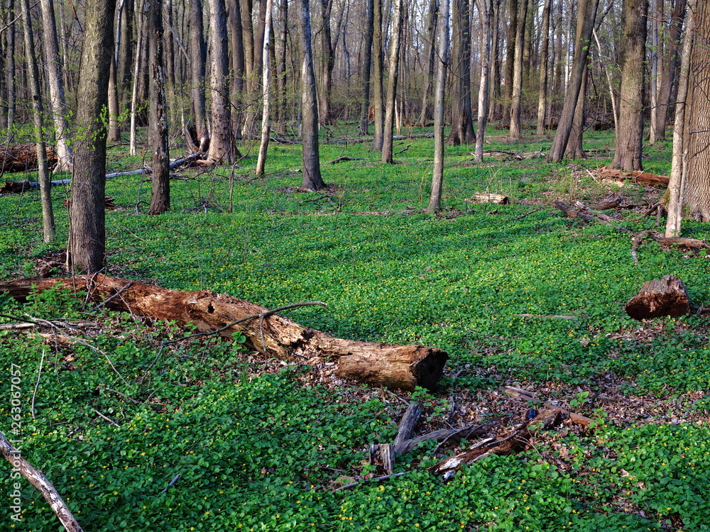 Dark Green Forest landscape with copy space. Dark Green Forest landscape with copy space.