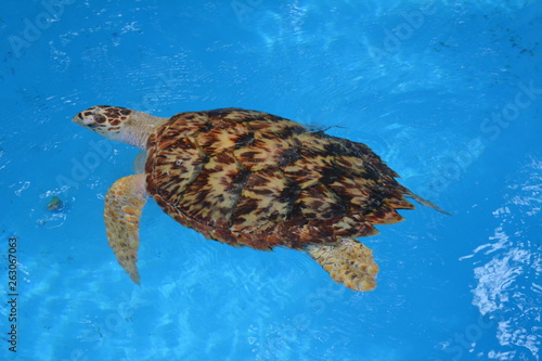 Sea Turtle