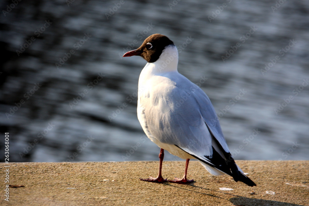 Black-headed gull, Lachmöwe, mewa śmieszka, Larus ridibundus Black-headed gull, Lachmöwe, mewa śmieszka, Larus ridibundus