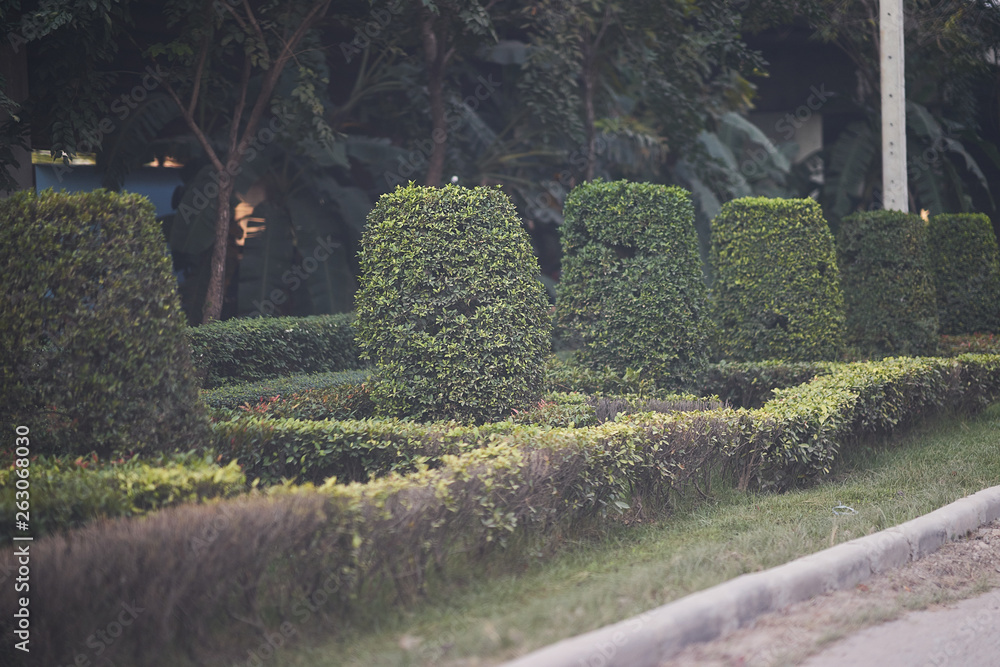 Naklejka premium Trimmed side tree of street