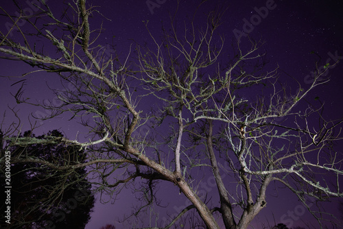 Night tree on a purple starry lit sky