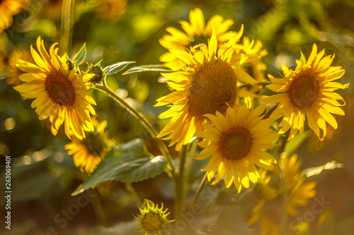 Sunflower field landscape