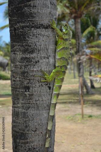 Brazilian Lizard III