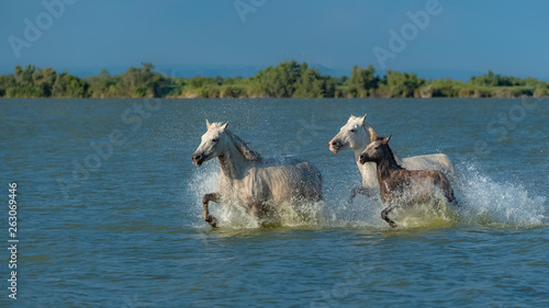 Horses running in the water, beautiful wild horses in Camargue 