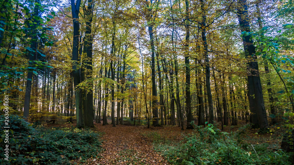 Fototapeta premium forest landscape in autumn