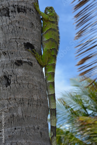 Brazilian lizard