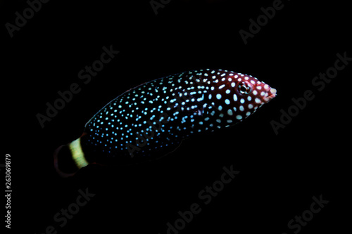 White-spotted Wrasse - Melanurus Anampses  photo