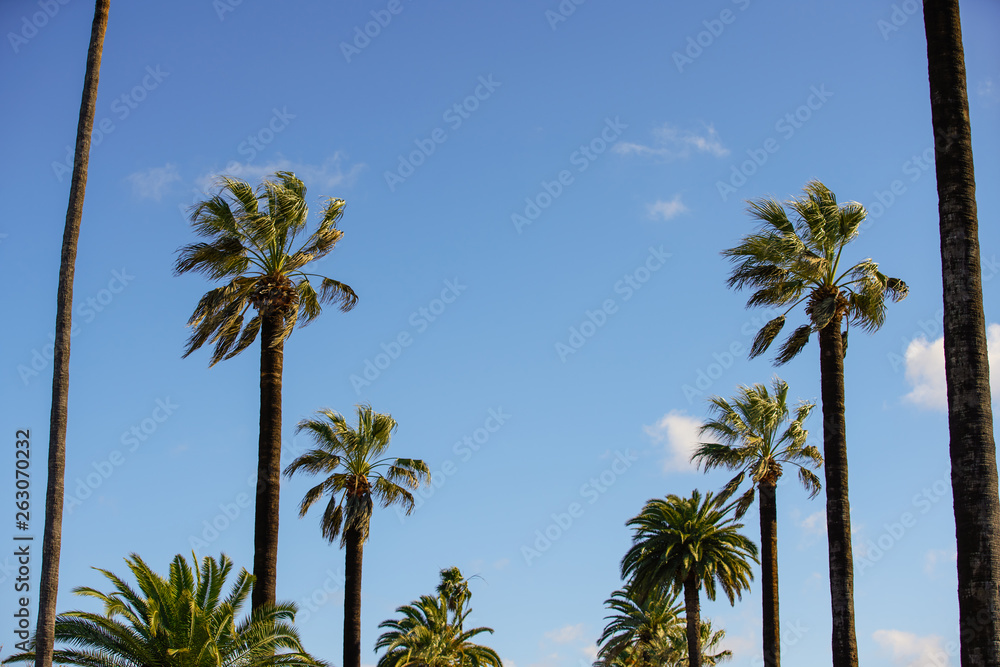 Beverly Hills CA palm trees