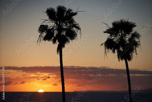 West coast California Beach sunset and palm tree silhouette