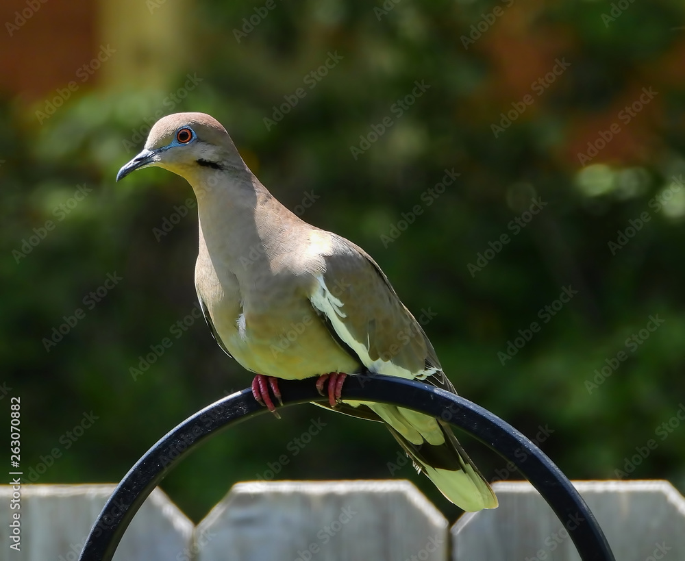 Fototapeta premium White-winged Dove on a perch