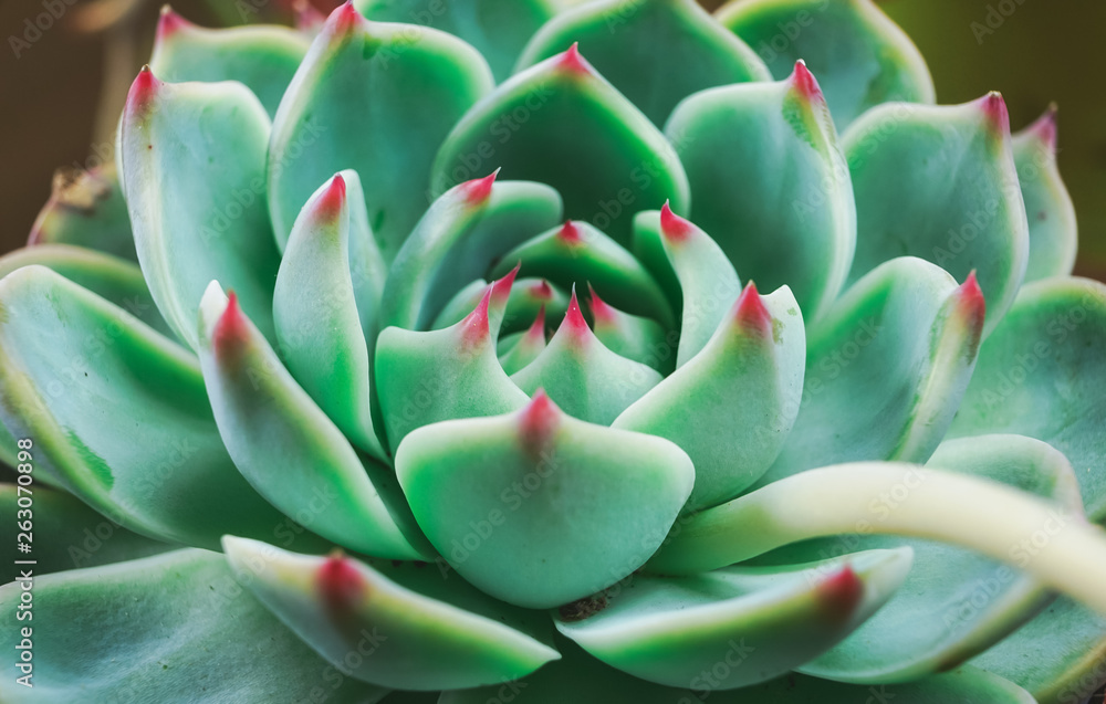 Amazing close up of an exotic succulent plant Amazing close up of an exotic succulent plant