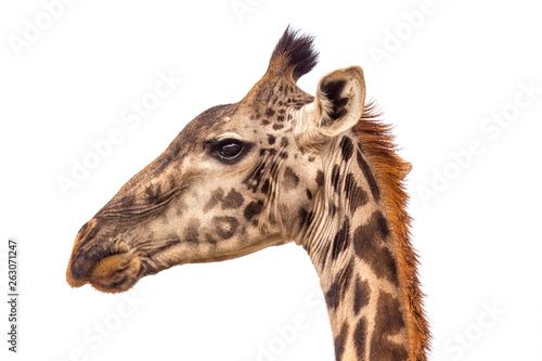 A profile portraite of giraffe on the savanna in Tanzania