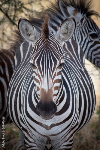 A wild zebra looks direciton into the camera lens in Serengeti National Park in Tanzania