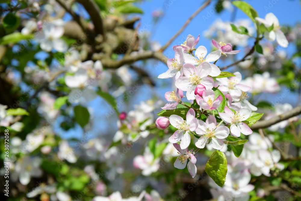 Apfelbaumblüten - Apfelbaum - Blütezeit - Freisteller Apfelbaumblüten - Apfelbaum - Blütezeit - Freisteller