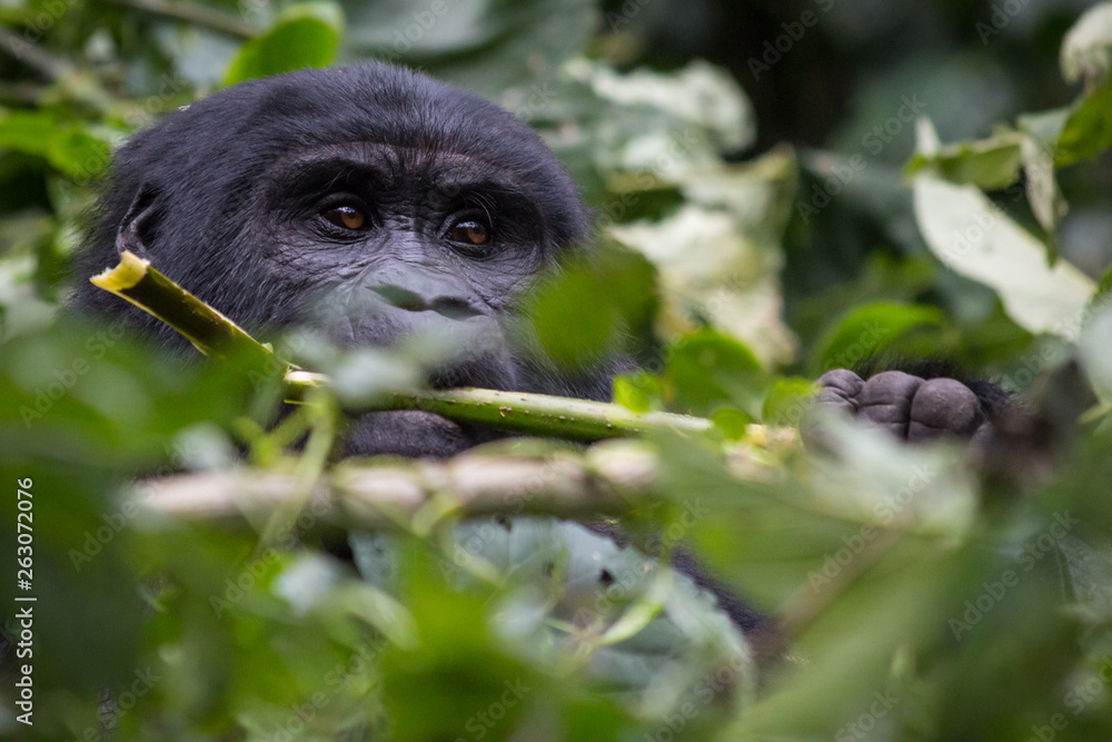 A young gorilla eats leaves as it looks into the camera in Uganda A young gorilla eats leaves as it looks into the camera in Uganda