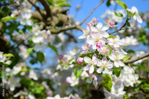 Apfelbaumblüten - Apfelbaum - Blütezeit - Freisteller © Zeitgugga6897
