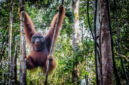 A male orangutan lounges in a tree in the jungles of Borneo. Plenty of copy space.