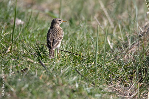 Wiesenpieper